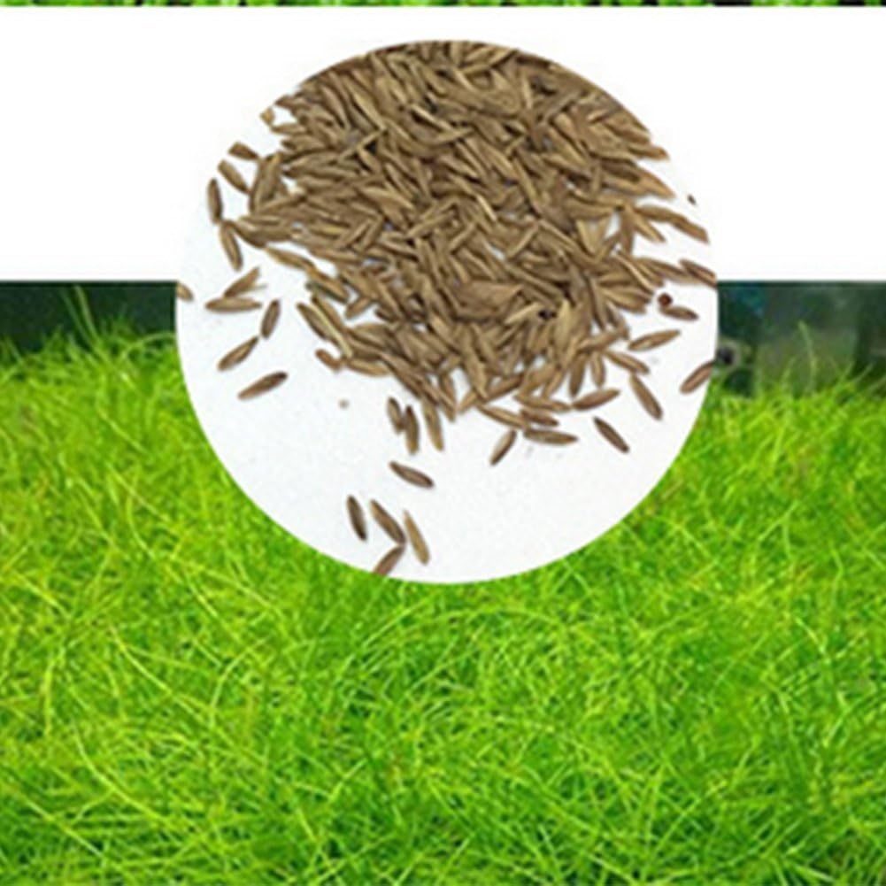 COLOURFUL AQUARIUM Aquatic Water Live Plant Seeds for Decoration as Garden Fish Tank Foreground Plant (Big Eleocharis acicularis Grass)