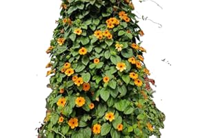 Black Eyed Susan Vine. (25) Seeds. !
