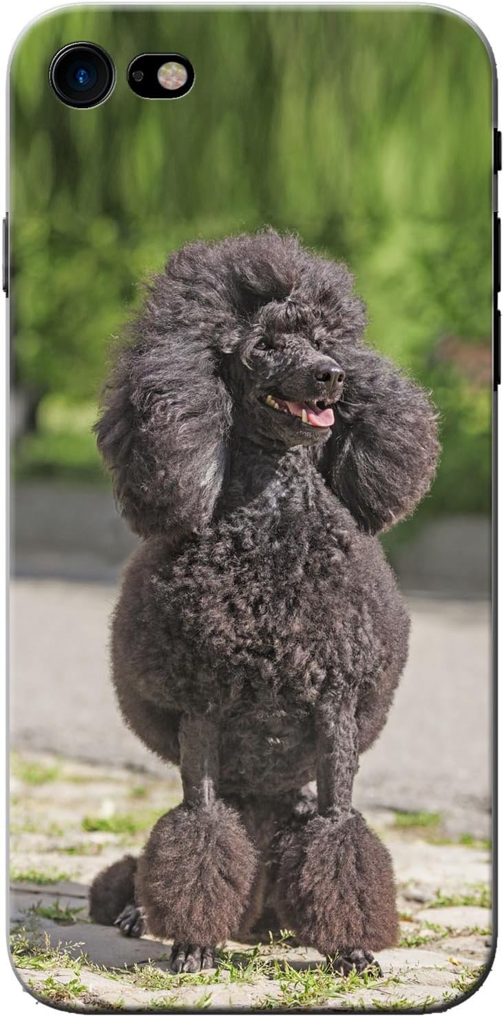 black fluffy poodle