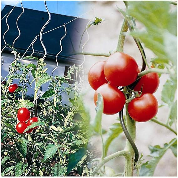 Générique Tutor de Tomate con Gancho, Lote de 15 Unidades, Color ...