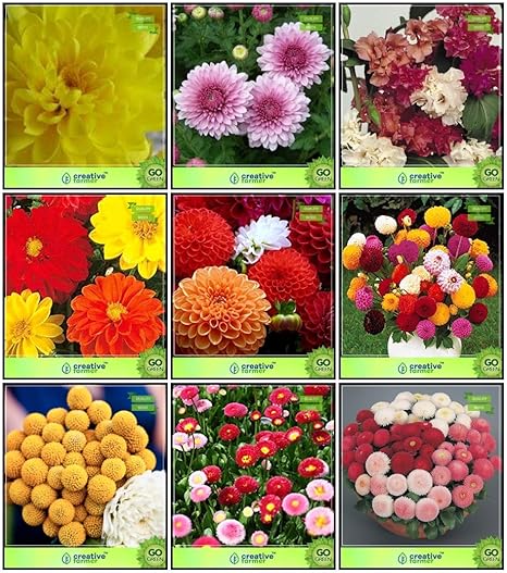 Creative Farmer Seeds India Combo Flower Seeds : Chrysanths Yellow, Chrysanthemum- White, Clarkia, Dahlia -Beauty Mixed, Dahlia -Unwin, Dahlia -Pompon, Drum Stick Globosa, Daisy-Dbl Mixed, Dasiya-Pomp Mixed Kitchen Garden Pack
