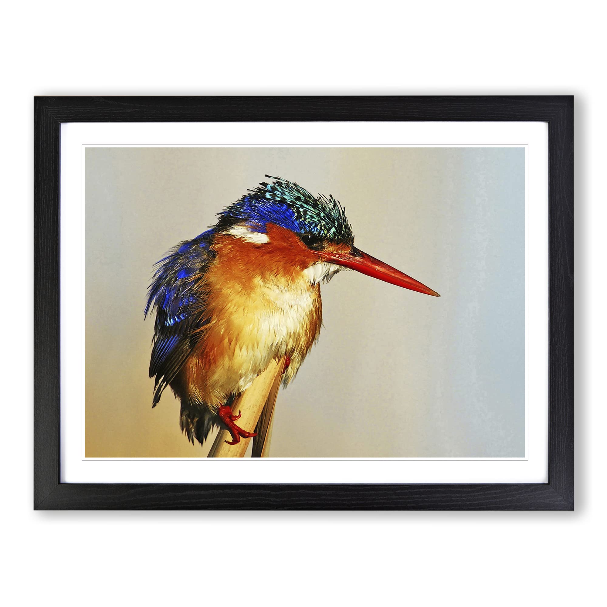 Kingfisher Bird Modern Framed Print | A4 Black Framed Wall Art | Ready to Hang | Modern Nature Picture | Living Room Bedroom Lounge Office