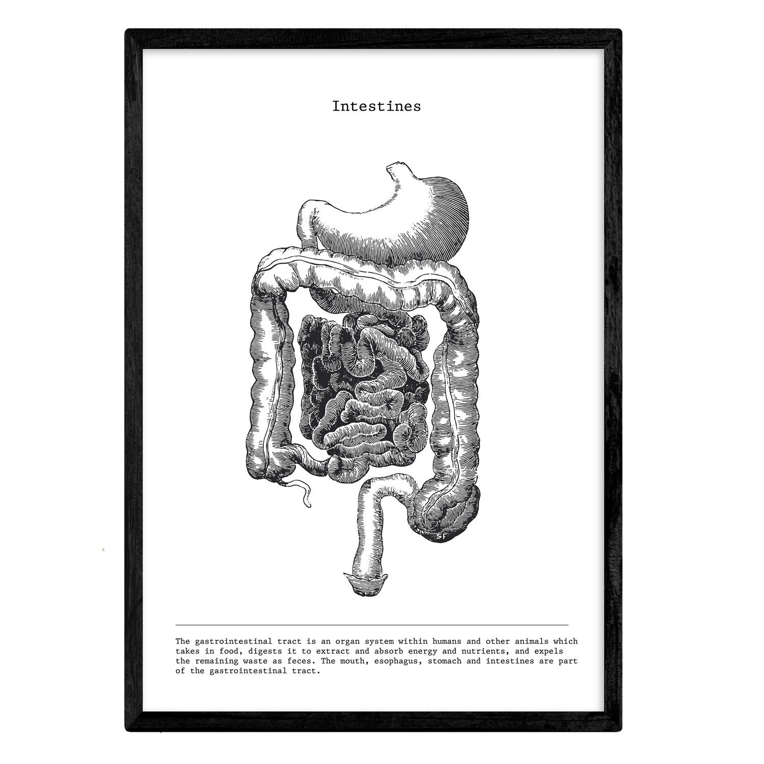 Nacnic Anatomical Posters Vintage Style Gut Muscles and Bone Wall Art Assorted Photos in Black and White of Human Anatomy and Body Parts Size A3