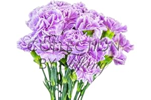 COLLECTION BY TIFFANY Fresh Flowers Carnation for Garland, Floral Arrangement, Birthday, Anniversary & Funeral 20stems per Bunch Long Lasting (Lavender)