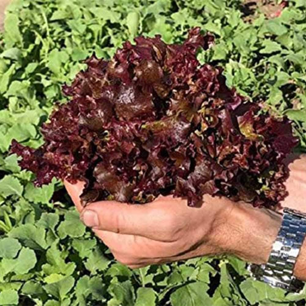 Hydroponic Oakleaf Lettuce Seeds - Navara - Pelleted -1000+ Premium Heirloom Seeds, Crisp & Delicious, Non GMO, 90% Germination Rates