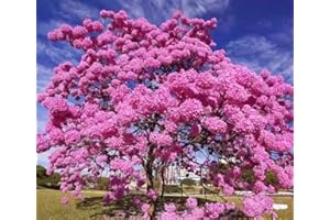 PEAVYTAILOR 60 Pink Tabebuia Rosea Seeds Trumpet Tree Handroanthus chrysotrichus Rare Flowering Tree Seed.