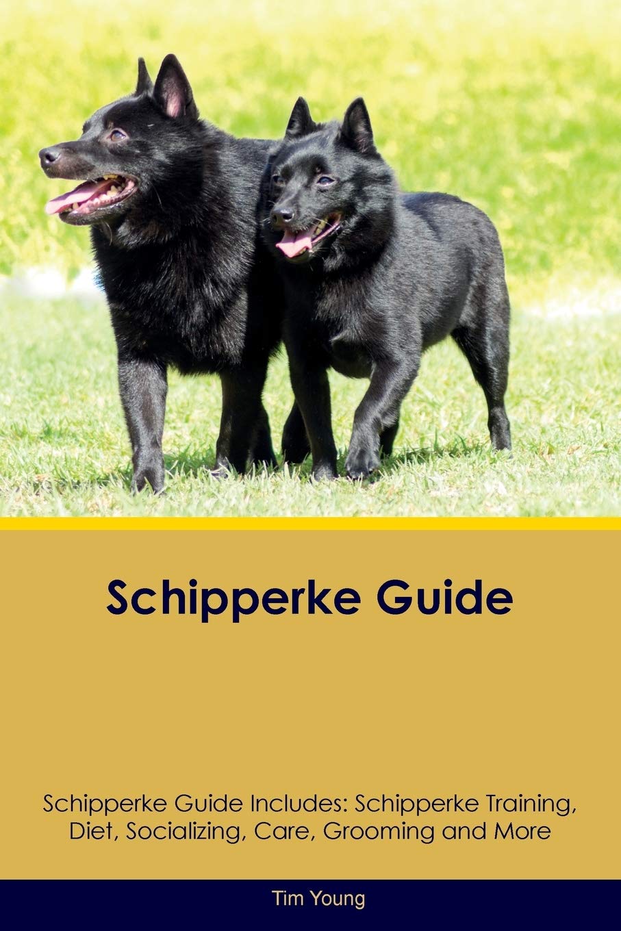 schipperke training