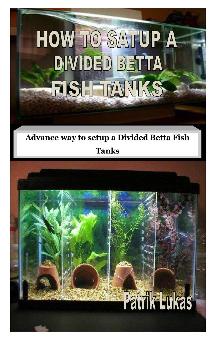 divided betta tank