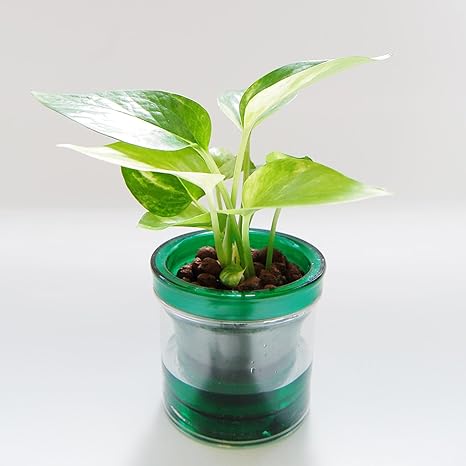 Amazon ハイドロカルチャー 水耕栽培 でお手軽観葉植物 楽ちん緑化計画 ポトス グリーン 観葉植物 オンライン通販 Amazon ハイドロカルチャー 水耕栽培 でお手軽観葉植物 楽ちん緑化計画 ポトス グリーン 観葉植物 オンライン通販