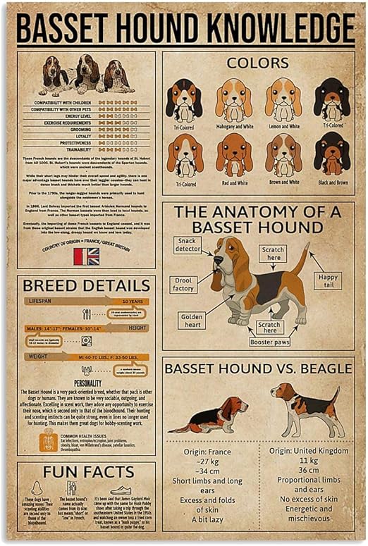 basset hound gifts amazon