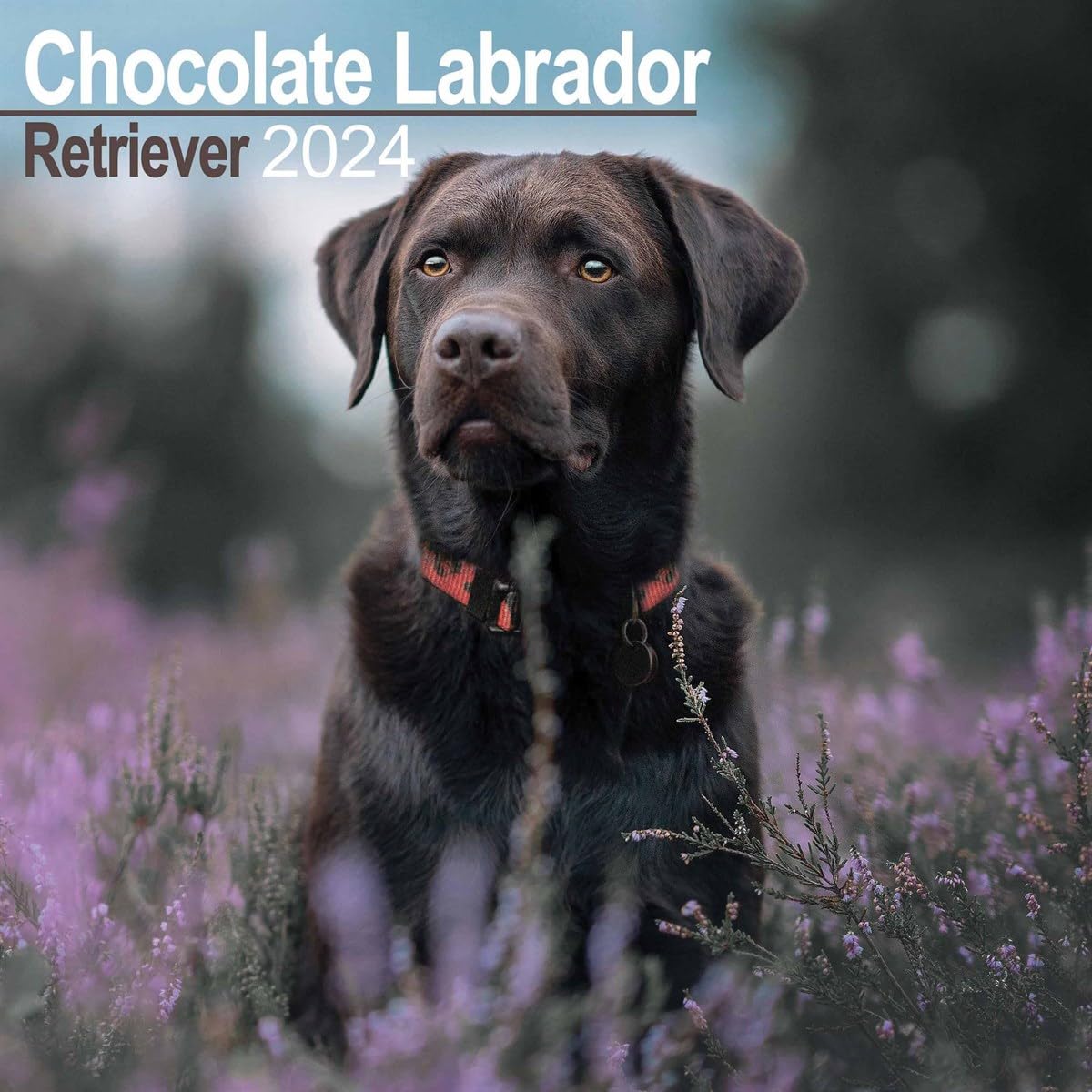 Chocolate Lab Retriever Calendar 2024 | Square Dog Breed Wall Calendar - 16 Month