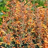 Outsidepride 100 Seeds Perennial Agastache Mexican