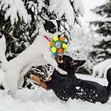 CIIVURR Snuffle Ball Dog Toy Interactive Puzzle Enrichment Green Rainbow view 7