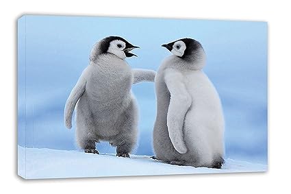 Amazoncom Cute Baby Penguin Chicks Canvas Wall Art 30 X 18