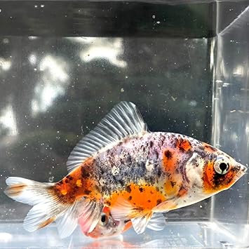 Amazon 金魚 国産 キャリコ和金 五色系 1匹 生体 川村淡水魚販売 観賞魚 水中生物 通販