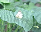 Gardening Naturally Black Butterfly Netting 2m x 5m Garden Netting view 2