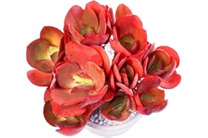 FWPP Live Succulents Plants Echeveria Suyon 4.3 inches,Rare red Succulents Bare Root Without Pot Soil, Live Plants Indoor Office Decoration Wedding and Gift