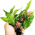 Planterest – Bolbitis Asiatica Bunch Tropical Water Fern Easy Live Aquarium Plant Decorations BUY2GET1FREE