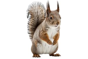 DP BOUTIQUE Squirrel 1FT Life Size Cardboard Cutout, Safari Theme Decoration, Animals Standup for Events, Party, Photography Props, 1 PC