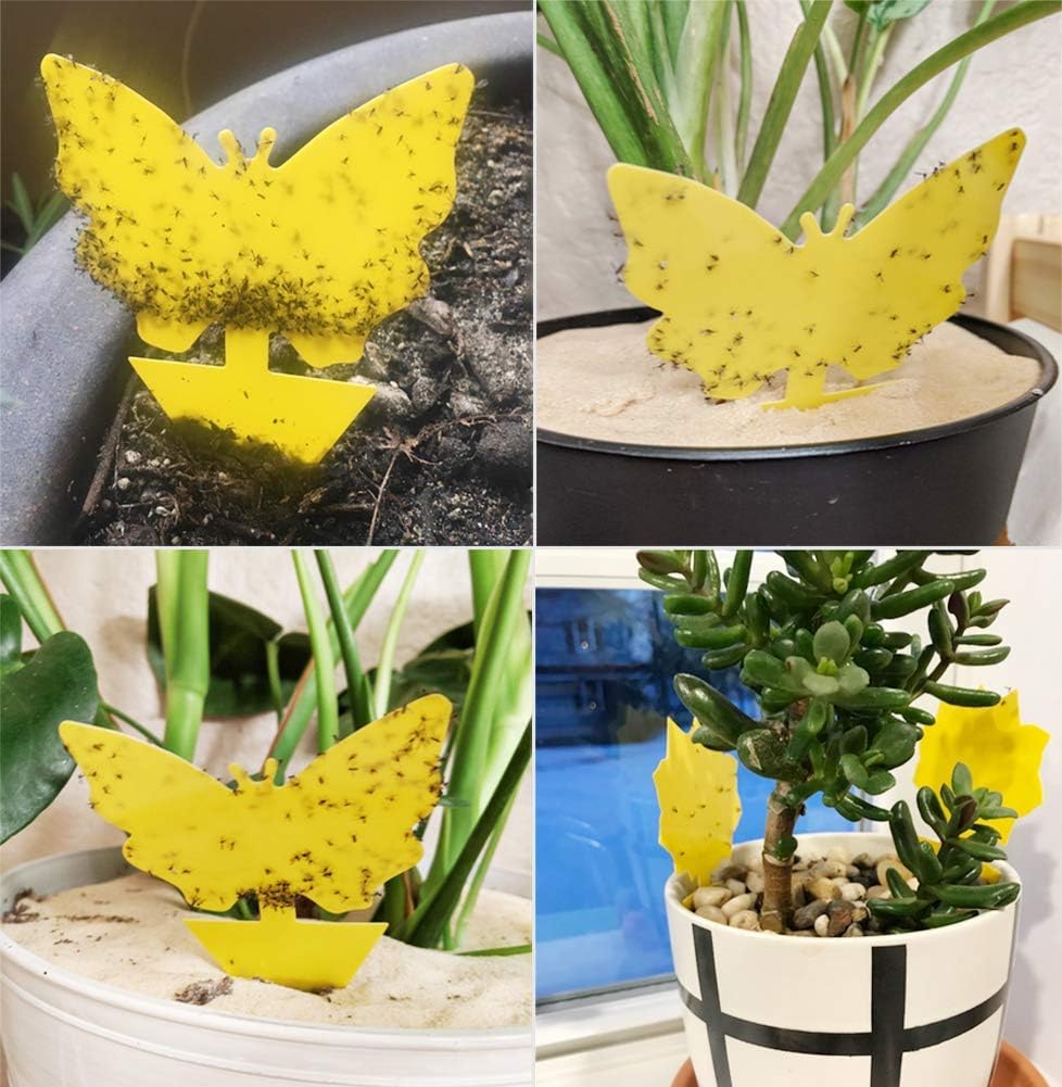 Stingmon 12 Pack Sticky Fruit Fly Fungus Gnat Traps Killer for Indoor and Outdoor Protect The Plant, Non-Toxic and Odorless, A1, Beige : Garden & Outdoor