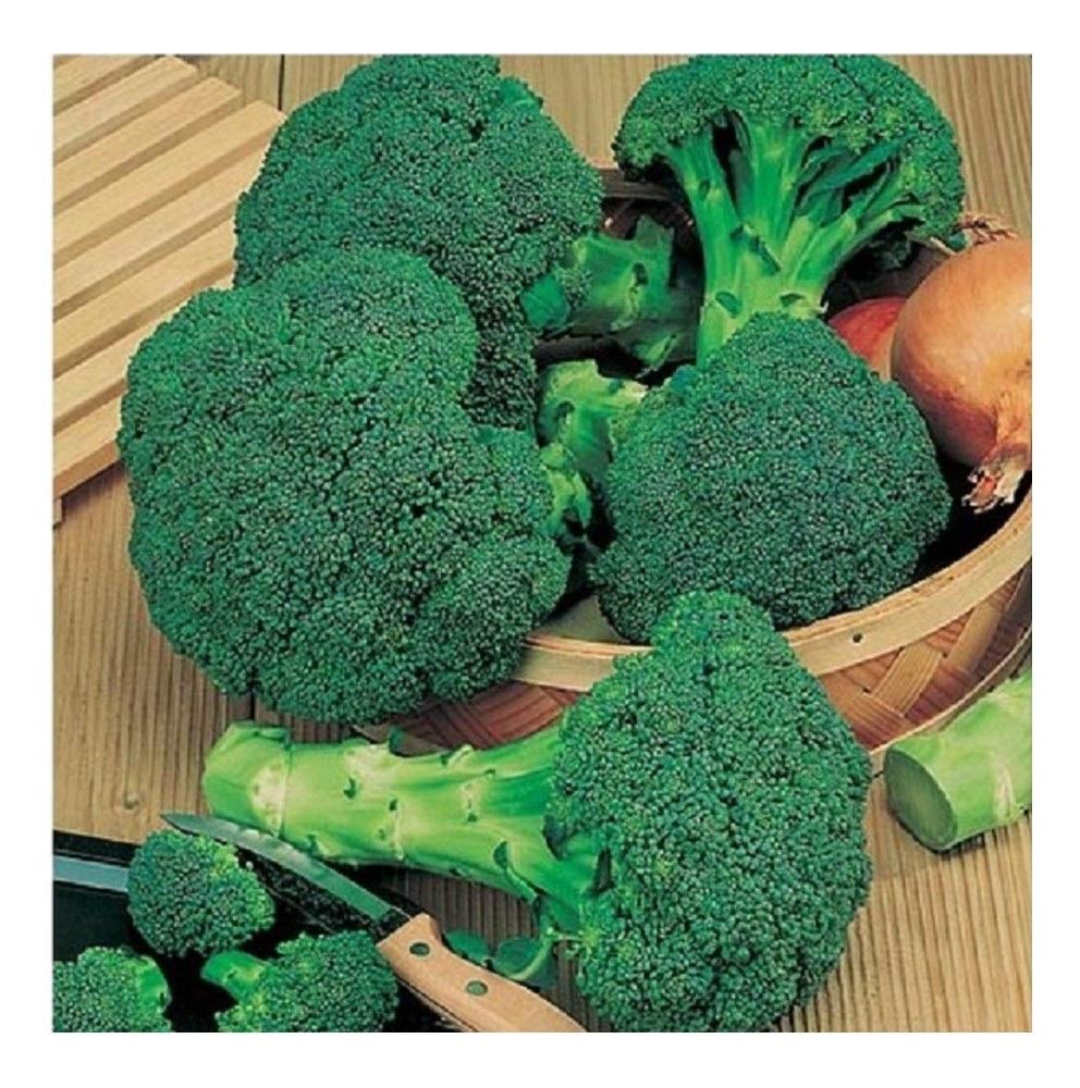 PREMIER SEEDS DIRECT Broccoli - Calabrese - Green Sprouting - 1000 Seeds - Organic