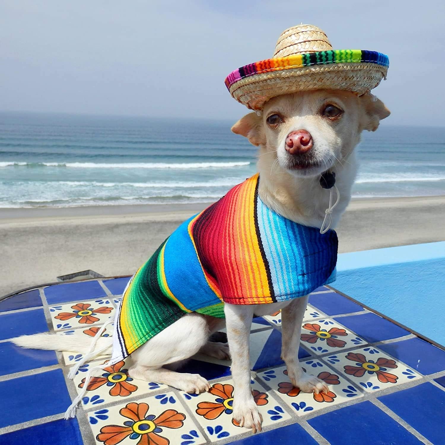 Dog Sombrero and Hot Sauce Plush Toy Pack - Funny Dog Costume and Chew Squeak Toy - Chihuahua Clothes - Mexican Party Decorations : Kitchen & Dining