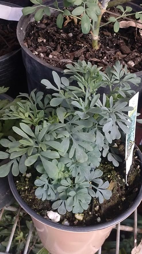 Amazon Com Common Rue Herb Of Grace Ruta Graveolens Ruda 1 Live Plant Garden Outdoor