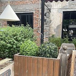 Gadout Artificial Boxwood Topiary Ball for