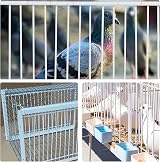 MOGOULUA 40cm Bird Cage Door Pigeon Entrance One-Way Gate Loft Coop White Iron view 6