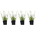 L+ Live Lavender Plants xIntermedia Phenomenal, 4" Size Pots, Bee Friendly, Evergreen, 4 Live Plants