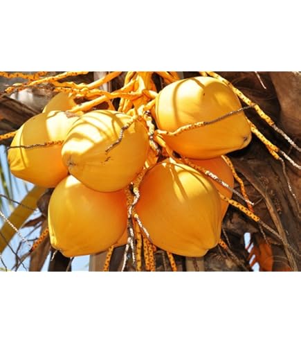 Amazon.com: 椰子(綠色)夏威夷植物棕櫚樹椰子樹椰子樹即煮即食鍋,1 個