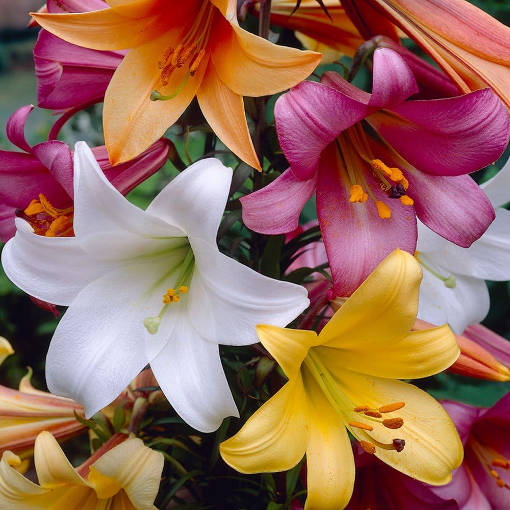 BloomszTrumpet Lily Bulbs Collection (8 Pack)