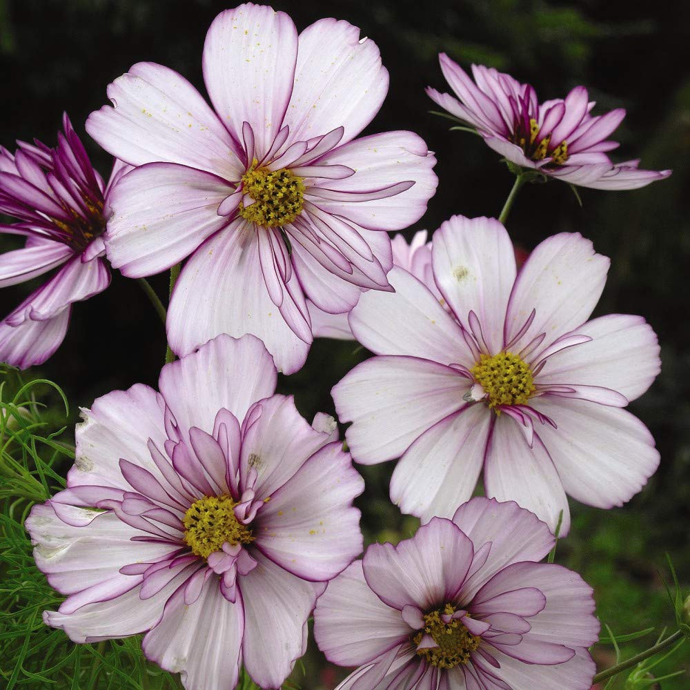 Cosmos bipinnatus 'Sweet Sixteen' Seeds Half-Hardy Annual Flowering Garden Plants Easy to Grow Your Own 1 Packet of 70 Seeds by Thompson and Morgan
