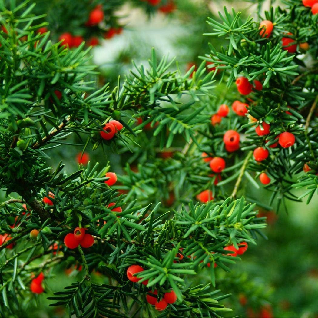 KOUYE GardenSeeds-Premium Yew 160-180cm Plant Seeds Taxus Seeds Hardy Perennial Tree Seeds Bonsai Exotic Seeds Home Garden
