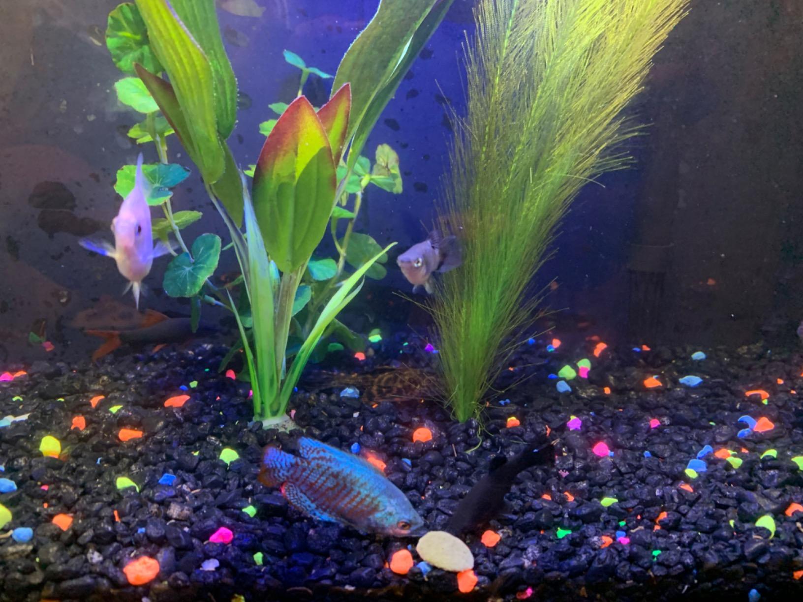 9/mo Finance TankFirst Complete Aquarium Water Conditioner Fish Water Conditioner