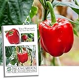 Yolo Wonder L Red Sweet Bell Pepper Seeds for