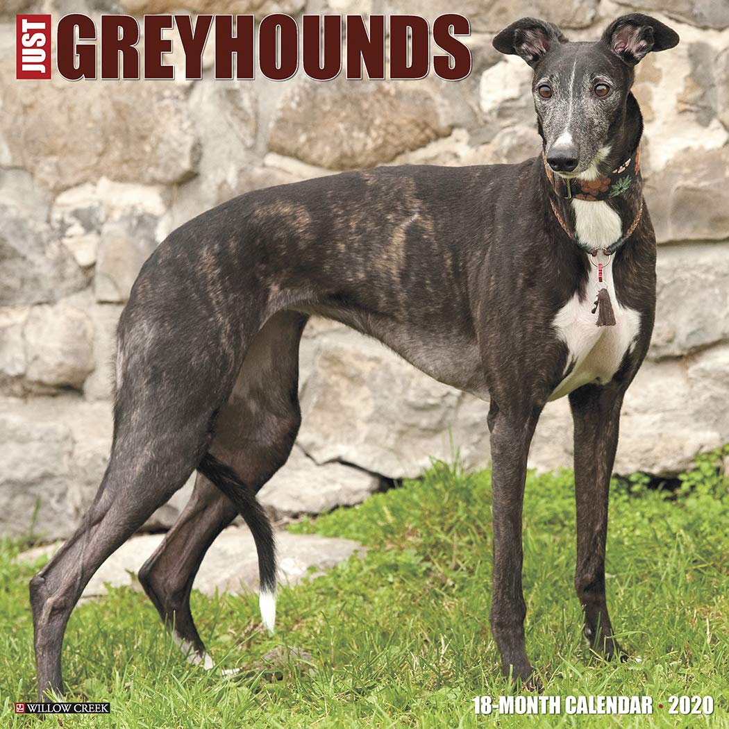 greyhound intelligence