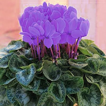 Keptei Samenhaus 50 Korn Alpenveilchen Gemischte Farbe Blumesamen Zyklamen Wohlriechende Bluten Seed Bonsai Winterhart Mehrjahrig Fuer Ihr Garten Amazon De Garten