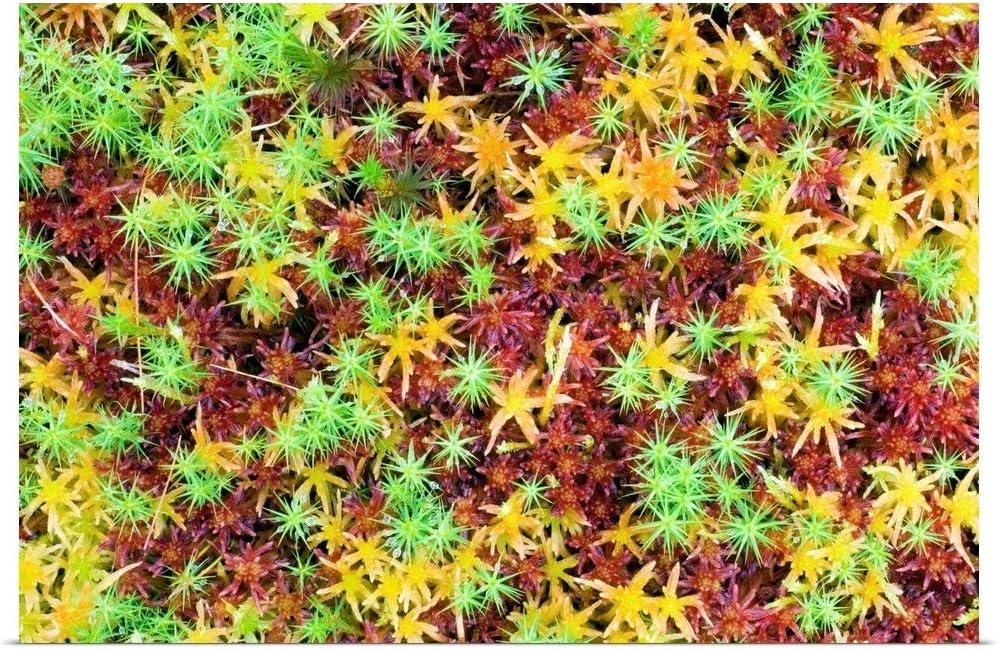 GREATBIGCANVAS Peat Moss (Sphagnum sp.) Poster Print, 18"x12"
