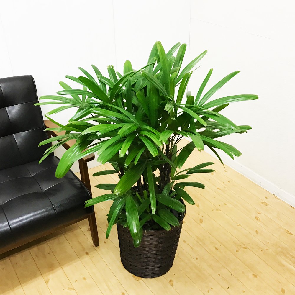 観音竹 超定番 カンノンチク 鉢カバー付 観葉植物 Bacfu 大型 中型 インテリア