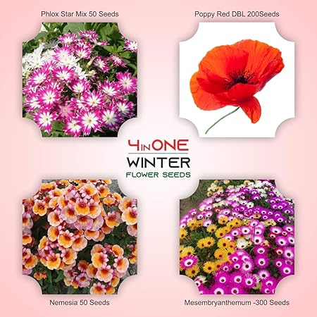 Kraft Seeds Winter Flower Seeds Beautiful Flowers Pack Five (Pack of 4 varieties)