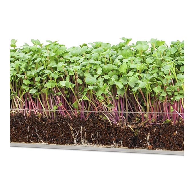 Garden Pocket Bandeja Large Brotes Germinados Bandeja Sustrato de ...