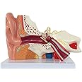 Axis Scientific Human Ear Model, 5 Times Enlarged 4 Dimensional Model with 3 Parts Showing Major Regions of The Ear – Includes Base, Detailed Product Manual
