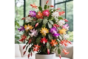 Christmas Cactus Live Plant - Schlumbergera - Bare Root, Well-Rooted Starter Plant for Indoor Home Garden, Assorted Colors (N