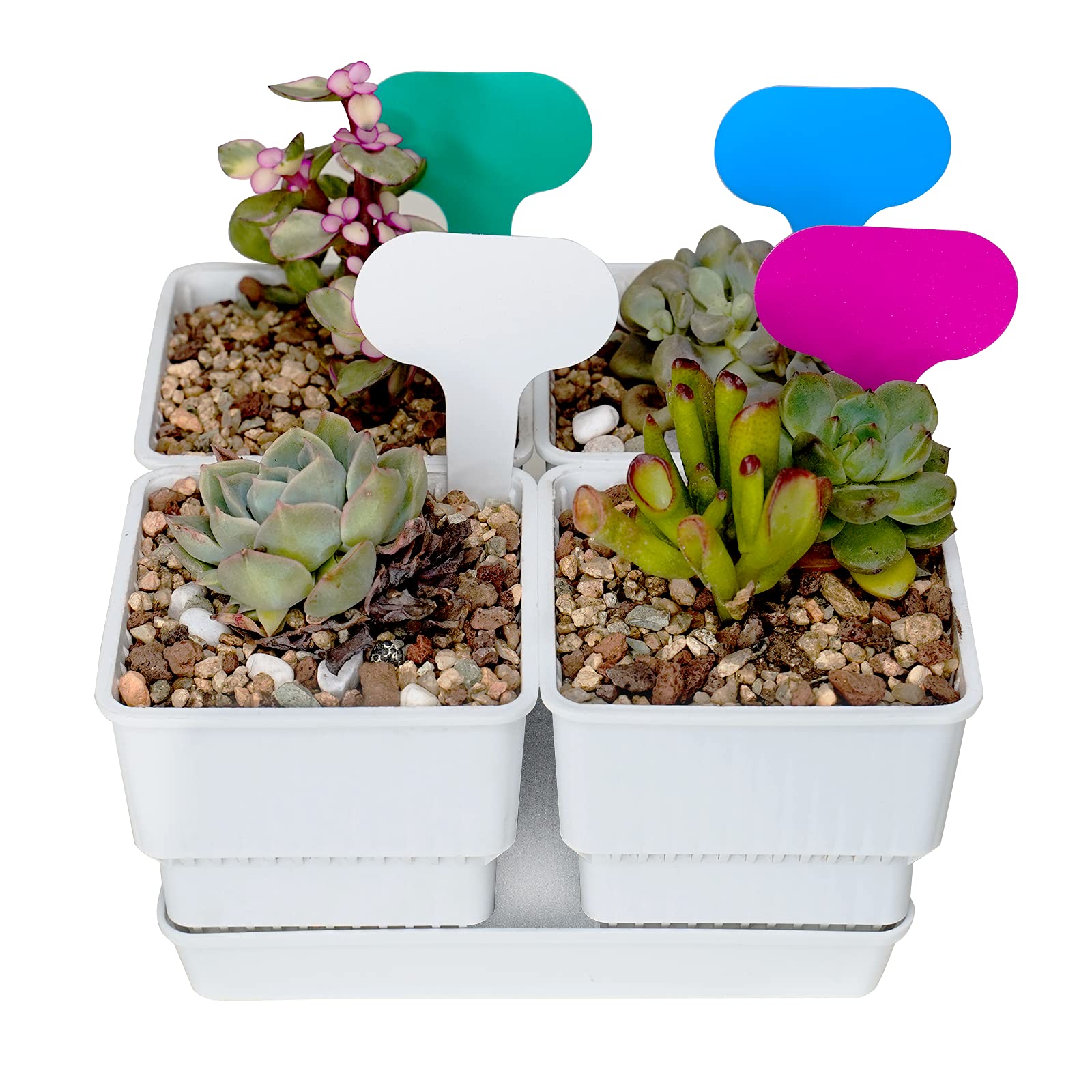 4PCS Root Control Succulent Plant Pot with Tray, 7CM Cacti Plant Planter, Drainage Ventilation Design White Flower Pot, Perfect for Home, Garden, Office, Indoor Outdoor Use (Pot Set Only, no Plants)