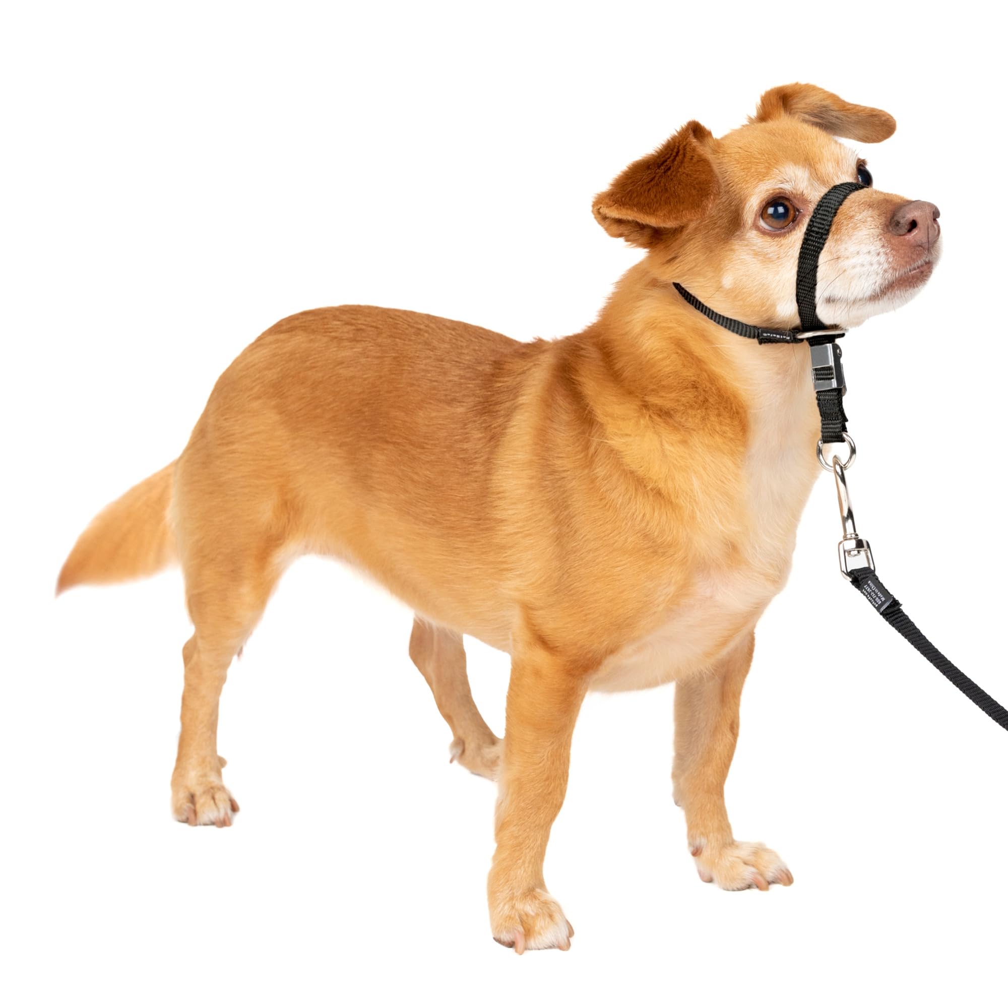 PetSafe Gentle Leader No-Pull Dog Headcollar - The Ultimate Solution to Pulling - Redirects Your Dog's Pulling for Easier Walks - Helps You Regain Control - Petite, Black