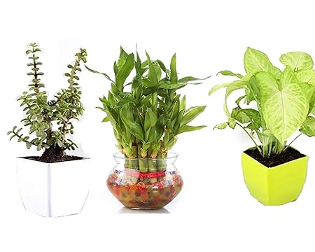 Lucky Leafy Combo of 3 Lucky Plants- 2 Layer Lucky Bamboo in Glass Bowl, Good Luck Jade in White Pot and Syngonium Plant in Green Pot || Feng Shui and Vastu Live Indoor Plant