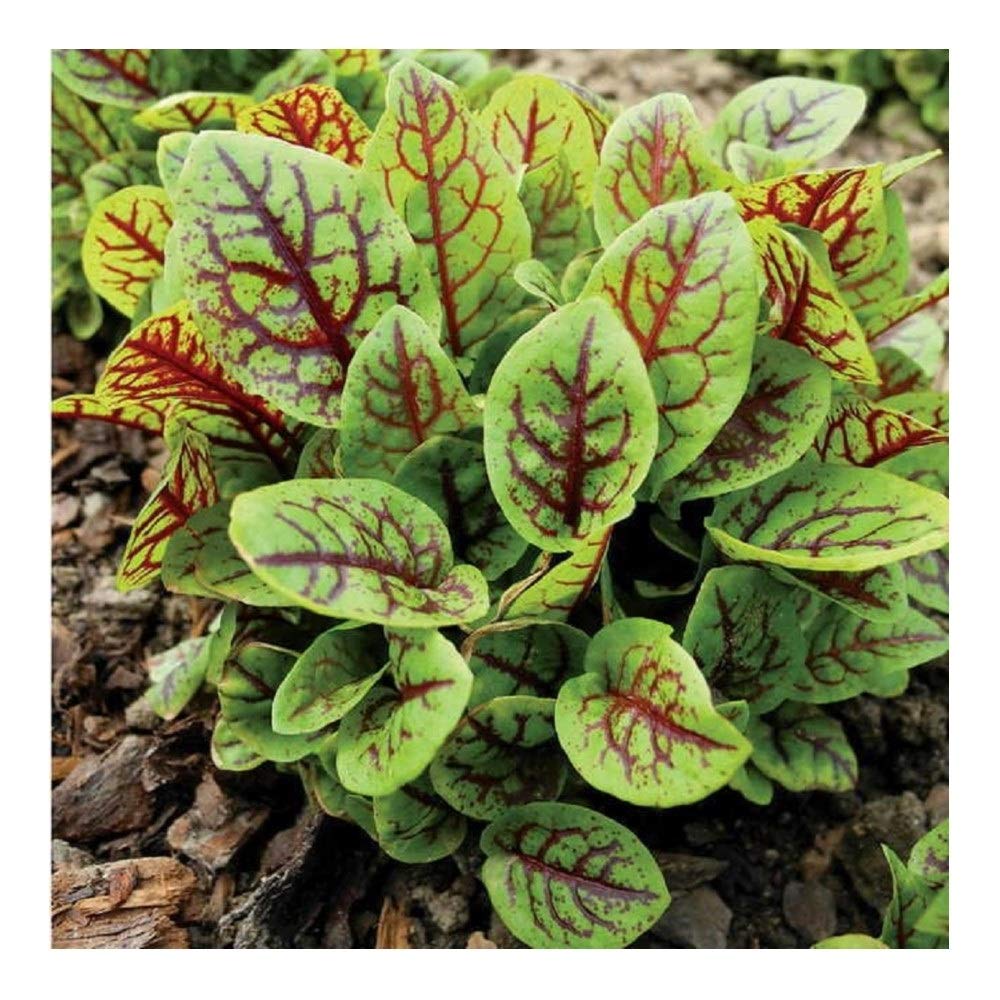 Premier Seeds DirectSorrel - RED VEINED - 12 Gram ~ Approx 18,500 Seeds