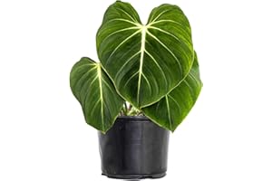 U UNITED NURSERY United Nursery Live Philodendron Gloriosum Exotic Tropical Low-Maintenance Collector's Rare Indoor Houseplant in 6 inch Grower Pot, Ships Fresh from Our Farm, Excellent Gift