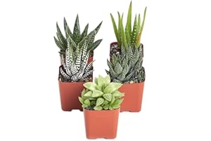Shop Succulents | Alluring Collection of Live, Hand Selected Variety Pack of Mini 5 Different Aloe Plants in 2" Grower Pots, Easy to Grow and Hard to Kill
